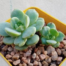 Una foto de Sedeveria Pudgy (Sedum clavatum x Echeveria derenbergii) (HIBRIDO)