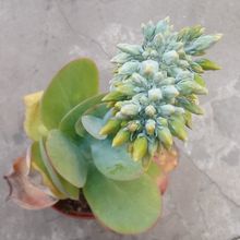 Una foto de Kalanchoe luciae ssp. luciae