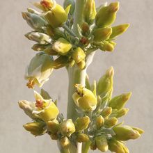 Una foto de Kalanchoe luciae ssp. luciae