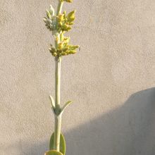 Una foto de Kalanchoe luciae ssp. luciae