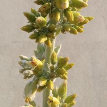 Una foto de Kalanchoe luciae ssp. luciae