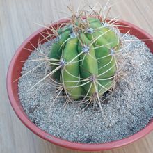 A photo of Echinopsis terscheckii