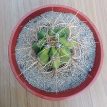 A photo of Echinopsis terscheckii