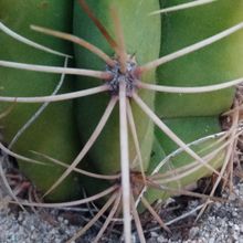 A photo of Echinopsis terscheckii