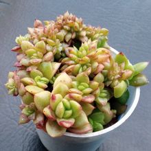 Una foto de Echeveria x gilva fma. crestada