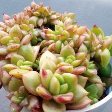 Una foto de Echeveria x gilva fma. crestada