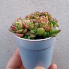 Una foto de Echeveria x gilva fma. crestada
