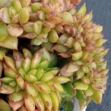 Una foto de Echeveria x gilva fma. crestada