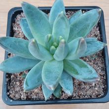 Una foto de Pachyphytum hookeri