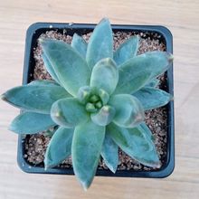 Una foto de Pachyphytum hookeri