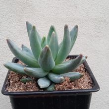 Una foto de Pachyphytum hookeri