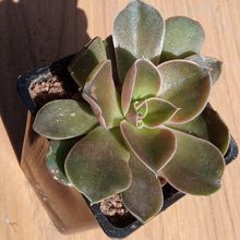 Una foto de Echeveria racemosa