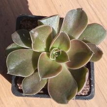 Una foto de Echeveria racemosa