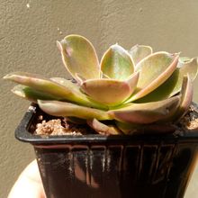 Una foto de Echeveria racemosa
