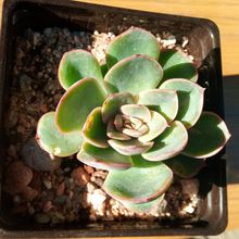 Una foto de Echeveria Esther (E. pulidonis x E. derenbergii) (HIBRIDO)