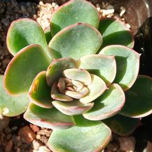 Una foto de Echeveria Esther (E. pulidonis x E. derenbergii) (HIBRIDO)
