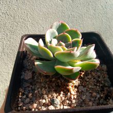 Una foto de Echeveria Esther (E. pulidonis x E. derenbergii) (HIBRIDO)
