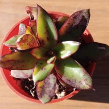 Una foto de Echeveria tamaulipana  