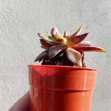 Una foto de Echeveria tamaulipana  