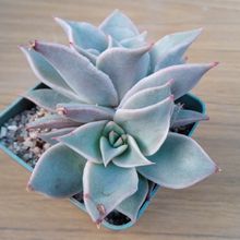 Una foto de Echeveria Madiba (HIBRIDO)