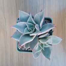 Una foto de Echeveria Madiba (HIBRIDO)