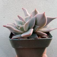Una foto de Echeveria Madiba (HIBRIDO)