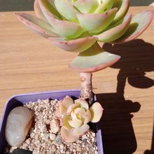 Una foto de Echeveria Peach Pride (HIBRIDO)