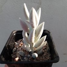 Una foto de Senecio haworthii