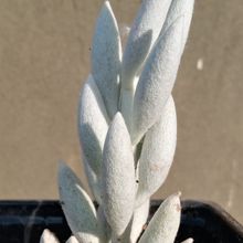 Una foto de Senecio haworthii