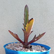 Una foto de Kalanchoe synsepala var. dissecta (hort)