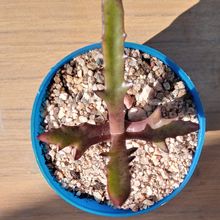 Una foto de Kalanchoe synsepala var. dissecta (hort)