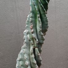 A photo of Cereus forbesii f. spiraliforme