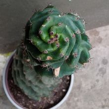 A photo of Cereus forbesii f. spiraliforme