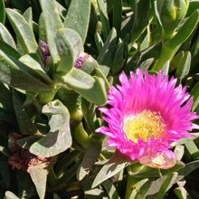 A photo of Carpobrotus acinaciformis