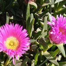A photo of Carpobrotus acinaciformis