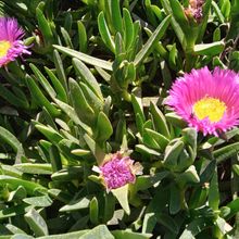 A photo of Carpobrotus acinaciformis