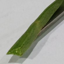 A photo of Carpobrotus acinaciformis