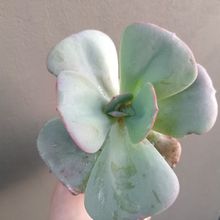 A photo of Echeveria Gila (Echeveria gigantea x E. laui) (HIBRIDO)
