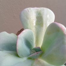 A photo of Echeveria Gila (Echeveria gigantea x E. laui) (HIBRIDO)