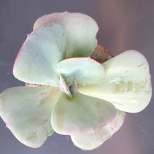 A photo of Echeveria Gila (Echeveria gigantea x E. laui) (HIBRIDO)
