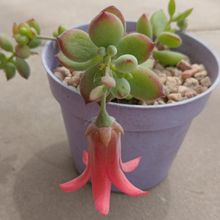 Foto de un cactus que se está identificando actualmente