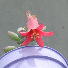 Foto de un cactus que se está identificando actualmente