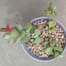 Foto de un cactus que se está identificando actualmente