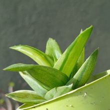 A photo of Alworthia cv. Black Gem (Haworthia cymbiformis x Aloe speciosa) fma. variegada
