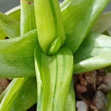 A photo of Alworthia cv. Black Gem (Haworthia cymbiformis x Aloe speciosa) fma. variegada