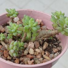 Foto de un cactus que se está identificando actualmente