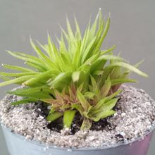 Foto de un cactus que se está identificando actualmente