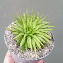 Foto de un cactus que se está identificando actualmente