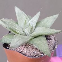Foto de un cactus que se está identificando actualmente