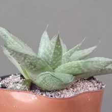 Foto de un cactus que se está identificando actualmente